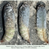 hesperia comma pupa1